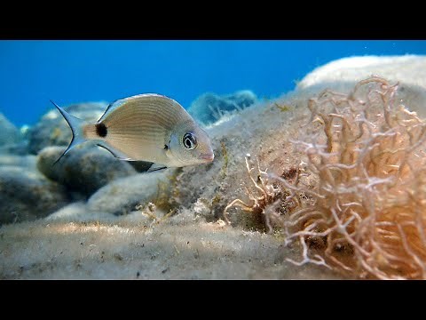 Snorkeling with the Olympus Tough TG-6