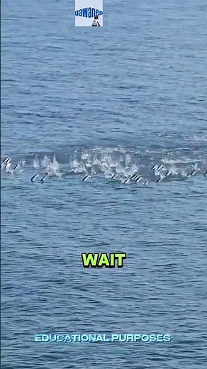 Why Mullet Fish Leap Out of the Water 🐟🚀