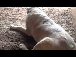 Dog with breathing difficulties