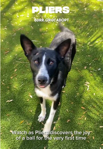 Watch 11-month-old Pliers, a Retriever and Black Labrador mixed breed rescued from Alabama, discover the joy of a ball for the very first time 🎾🐾 He was rescued without his mom and has already shown so much love and hope for a better future. Pliers is very lovable, gets along great with other dogs, and is ready to find a forever home where he can continue to play, learn, and thrive ❤️ 🐾 Adopt: www.BDRR.org/adopt 💙 Donate: www.BDRR.org/miracle-fund 🐶 Lifesaving Member: www.BDRR.org/lifesaver