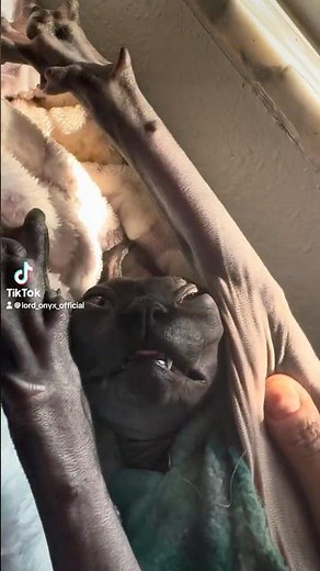 He Woke Up Like This — Meet Lord Onyx, the Elf Sphynx Who Runs This House ✨