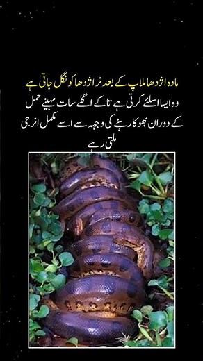 Why Female Anaconda Eats Male After Mating