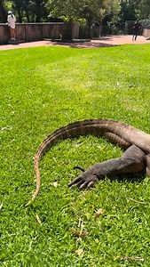 My old mate @brandon_troy_gifford__ & Kraken 🦎 enjoying the sunshine! . . . . . . #komodo #kraken #reptile #reptiles #monitor #lizards #lizard #wildlife | Zookeeper Dan
