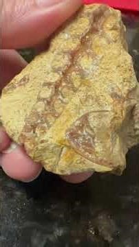 Turritella Fossil #rockhounding #fossil #texasrock