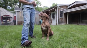 WARWICK, NY: Look who we got to meet yesterday!! 8 year old Miranda is such a special dog and she is certain to make her future "special someone" very happy! Miranda has been at the shelter for two years, she has been featured twice on SSD, and she is still looking for an adopter. The shelter is willing to work with a potential within a reasonable distance. PLEASE SHARE! (Note: Miranda is healing from an abscess on her bottom. Another side effect of kennel living. ) Miranda has come a long way f