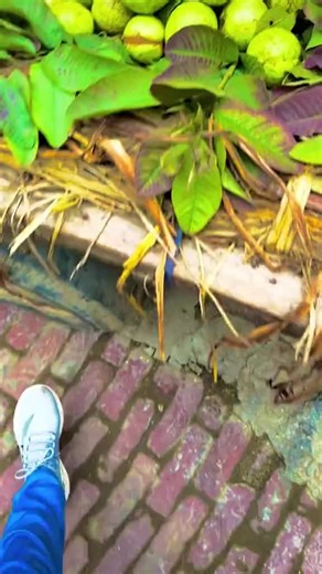 Explore Qadi Wond: A Hidden Gem in District Kasur