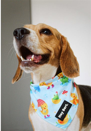 colegio perruno👀 #beagle | Beagle