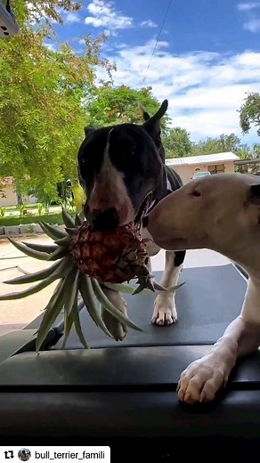 37K views · 1.5K reactions | Let’s not forget… and I have to remind myself about the ones that live a good life  ❤️❤️  #instagram follow @bull_terrier_famili #dog#dogs#puppy#doglover#cute#pets#doglife#dogoftheday#doggy#animal#hund#hunde#love#bullterrier#Wien#graz#austria#Österreich#German#Germany#Salzburg #linz#vienna#münchen #schweiz #zürich #bern #berlin#hamburg | Phoebe.s.World | Facebook