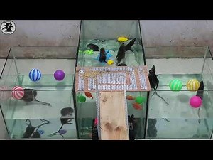 Homemade Electric Rat Trap