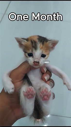 Cute Kitten Growth Timelapse |From 1 Week to 1 Year❤️ #shorts#cat#kitten#cutecat#catshorts#trending