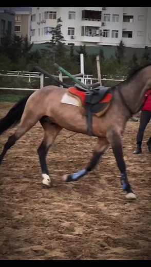 Altın Horse & Dogs Channel on TikTok