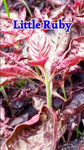 Little Ruby: Lal Ghas - Alternanthera dentata #foliageplants #homegardening #music #ytshorts