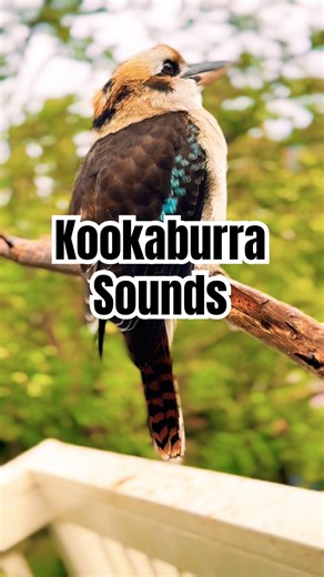 What Does an Australian Kookaburra Sound Like? #kookaburra #laughing #birds