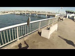 Long Beach Pier J and Belmont Bonito on splasher and metal jig