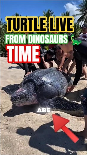 “Turtles: The Ancient Superheroes of Nature 🐢🌍” #turtlesfact #animalfacts #shorts