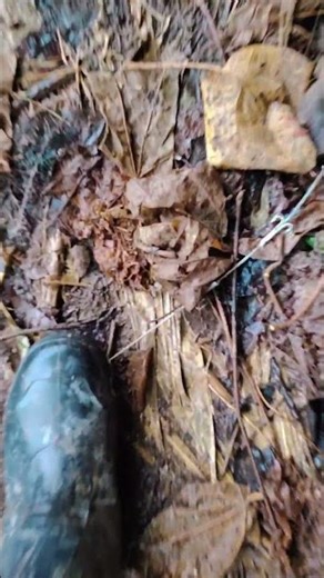 Found the mole's location! #mountaintiger #mole trapping #farming #mole trap