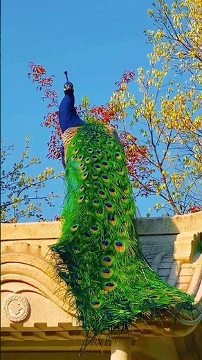 Peacock Feathers, Peacock Flying video #wildlifeentertainment #peacock #naturephotography , Shorts