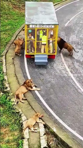 How Different Are Zoos In China 🤯