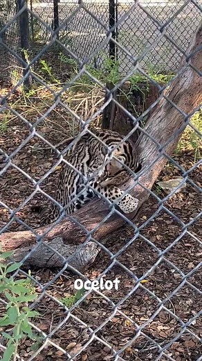 12 reactions · 22 comments | Ocelot is a medium-sized wild cat known for its beautiful spotted coat, found in the Americas from the southwestern United States to South America. #wildanimal #oczoo #fypシ゚viralシfypシ゚ #fbreelsfypシ゚viralfbreelsfypシ゚viral | Jessa M Montes | Facebook