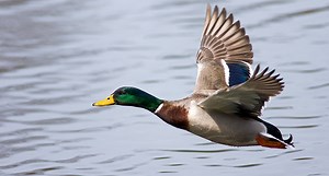 10 Things You Didn't Know About Texas Duck Hunting