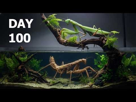 Raising Underwater Mantis for 100 Days
