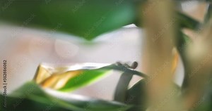 Madagascar day gecko , Phelsuma madagascariensis madagascariensis