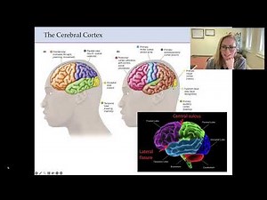 Neuroanatomy - Cortical and Subcortical Structures Lecture