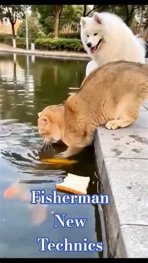 FUNNIEST PET Videos Strangers 2026 2 #shorts 🤣