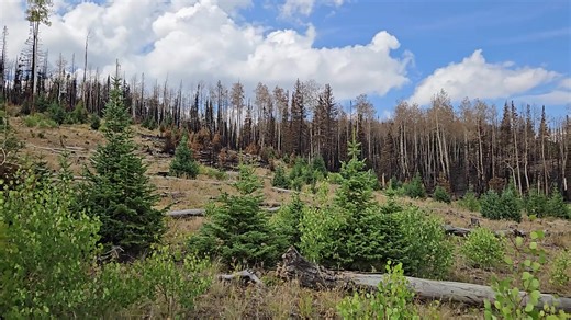 2.3K views · 11 reactions | #Monroecanyonfire video about ladder fuels #FireYear2025 | Utah Fire Info | Facebook