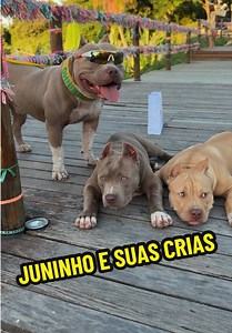 Primeiro passeio com os 3 pitbulls: família toda passeando junta