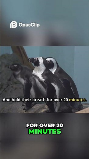 Penguins | Masters of Extreme Underwater Survival!