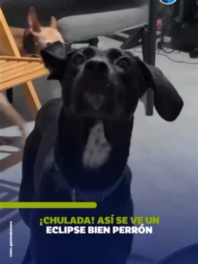 🌑🐶 Dicen que los eclipses más hermosos solo ocurren una vez en la vida, y este video es la prueba definitiva de ello en el mundo animal. Vía: @barabbapapa #Perros #Lomitos #MascotasDivertidas