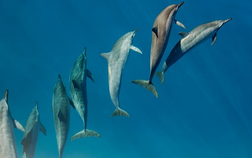 Dolphin Facts