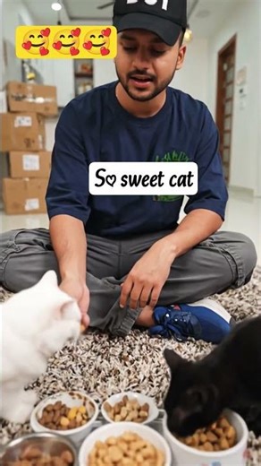 #cat #catlife 🥰🥰🥰#catlove #catvideos #shortsfeed #shortvideo #trendingshorts #viralshort #fyp #cats