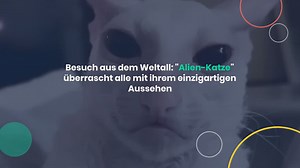 Besuch aus dem Weltall: Alien-Katze überrascht alle mit ihrem einzigartigen Aussehen