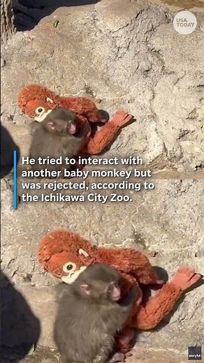 Viral video shows Punch 'scolded' by older monkey