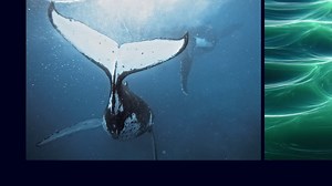 David Attenborough documentaries