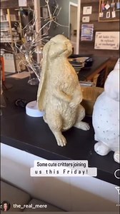 Critters on the loose!! | Hickory Tree Consignment