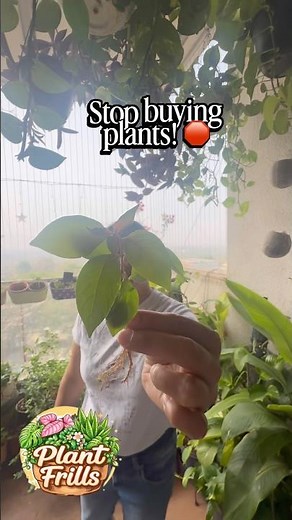 Hidden Treasures: Day 13/30 | Hamelia Plant🌿 #plantfrills #30days30plants #hameliaplant