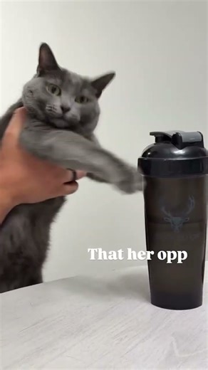 09.13.25 Luna boxing the water bottle #cats