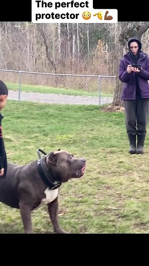 Dogs Protecting Their Owners Compilation