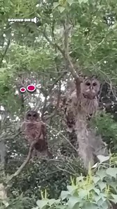 Ready for his close-up 😳🦉😱 | The Pet Collective