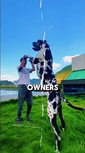 Meet the 4 Tallest Dogs Ever Seen!