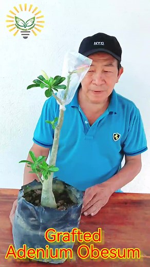 15K views · 272 reactions | Kalachuchi or Adenium Obesum grafting color white and pink. #grafting #adenium #kalachuchi | Kabayang Manny | Facebook