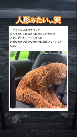 どちたの〜🥹笑 #shorts#fyp#動物#可愛い#かわいい#癒し#癒し動画#元気になる動画 #犬 #プードル