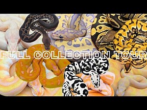 Tour Of ALL Our Ball Pythons!!!!