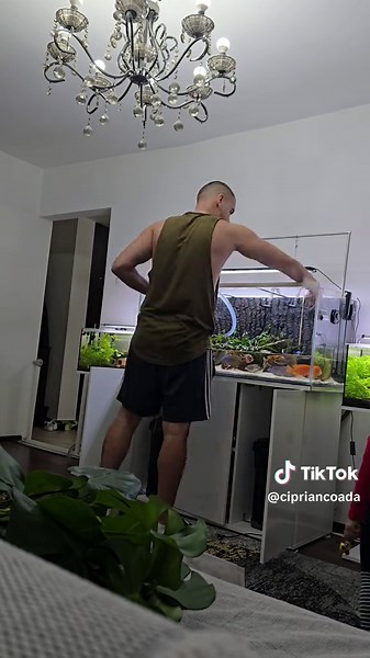 African cichlid tank. Big water change! #LiveOutlandish #malawi #africancichlids #aquarium #aquariumhobby #underwater #keepingfish #colorful