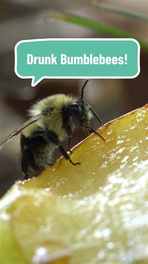 Bumblebees in a Buzz: The Fun of Drunk Bumblebees
