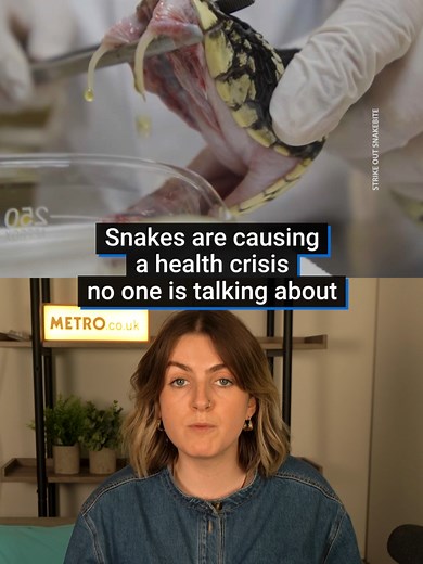 Understanding the Dire Impact of Snakebites