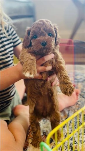 Harmony Gets Her Closeup ❤️ Cockapoo Puppy Cute